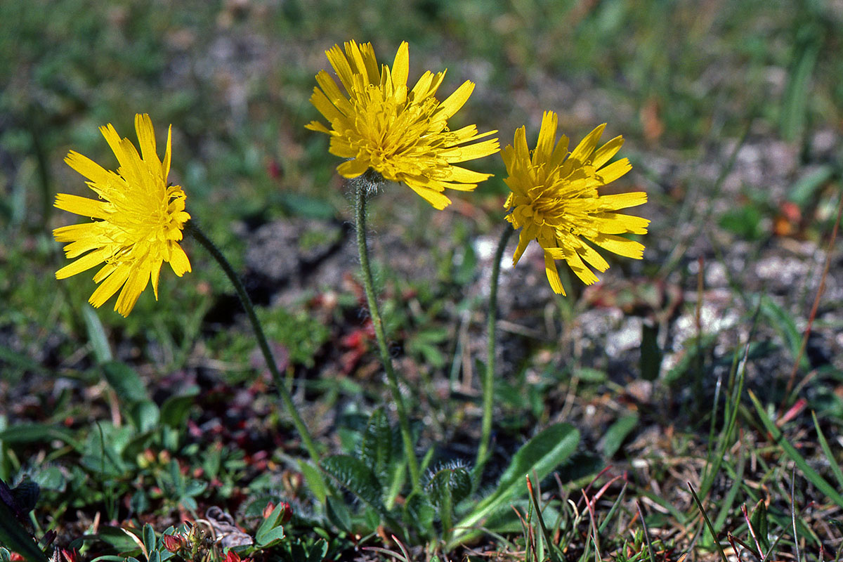 Asteraceae Hieracium alpinum