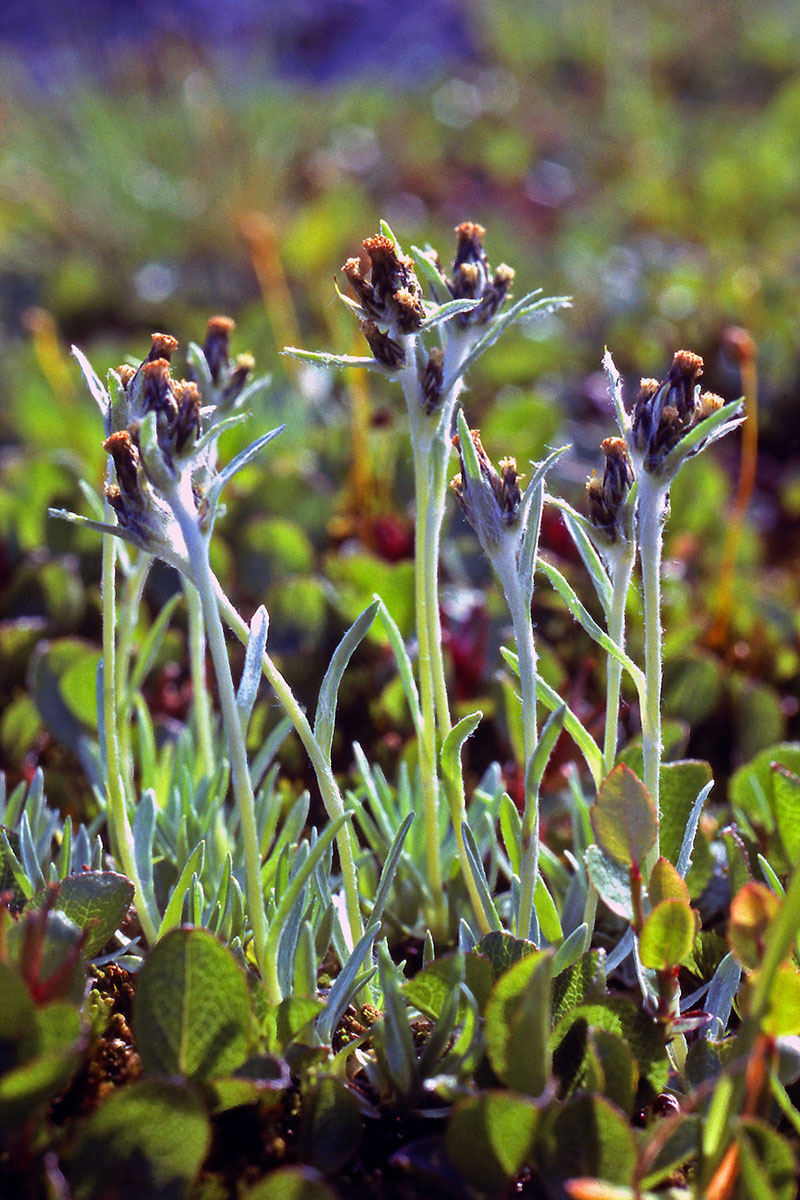 Asteraceae Omalotheca supina