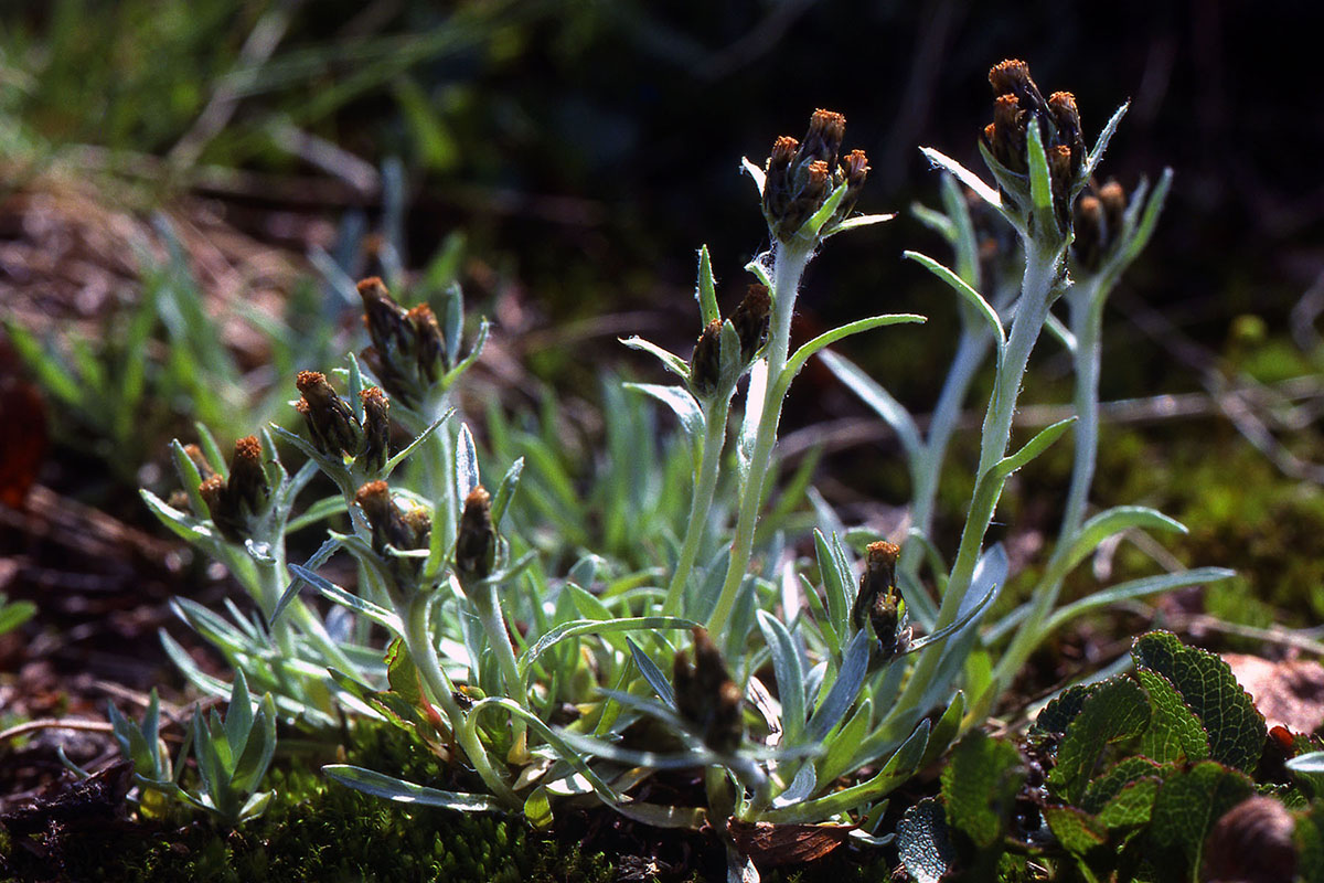 Asteraceae Omalotheca supina