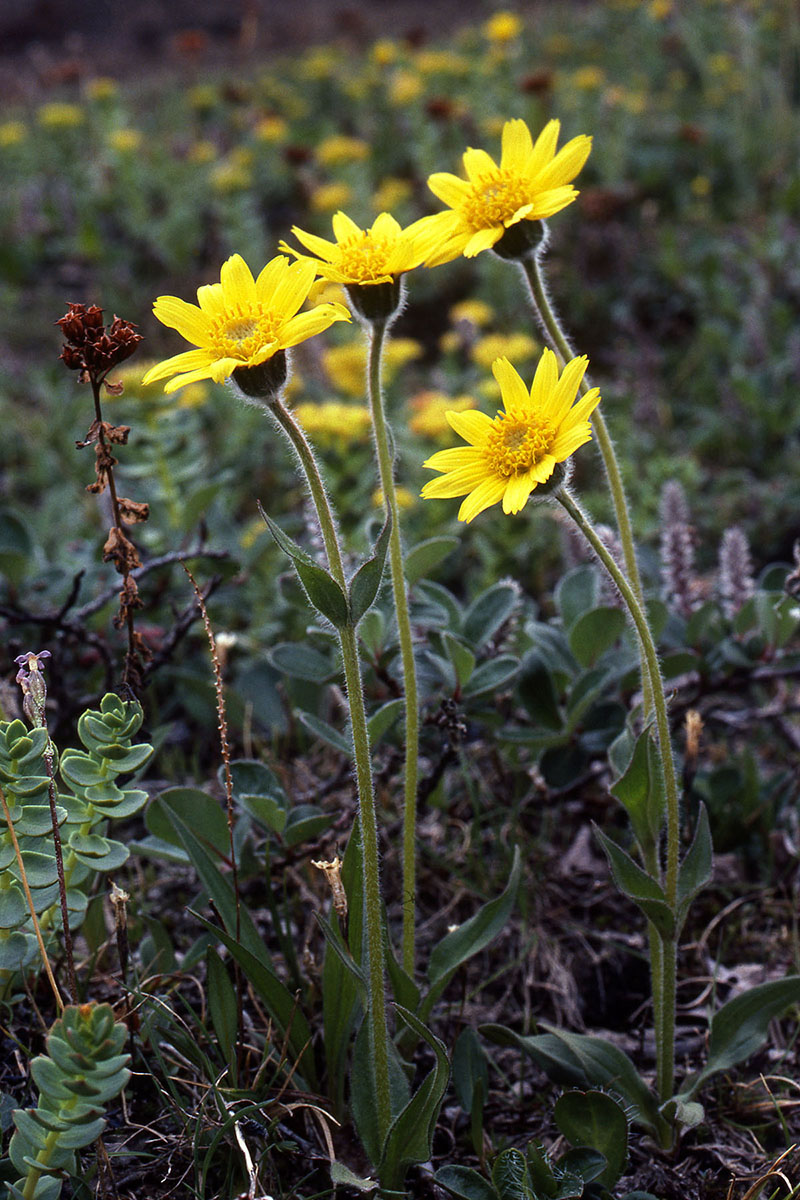 Asteraceae Arnica angustifolia