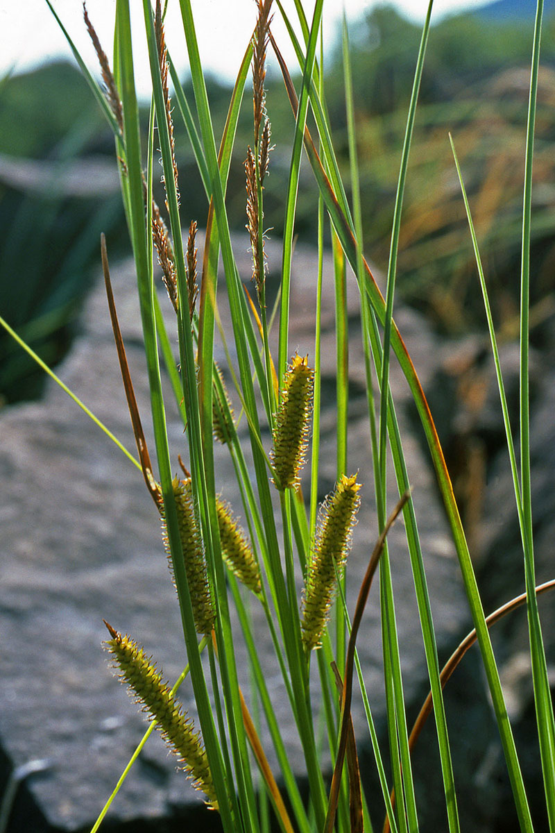 Cyperaceae Carex rostrata