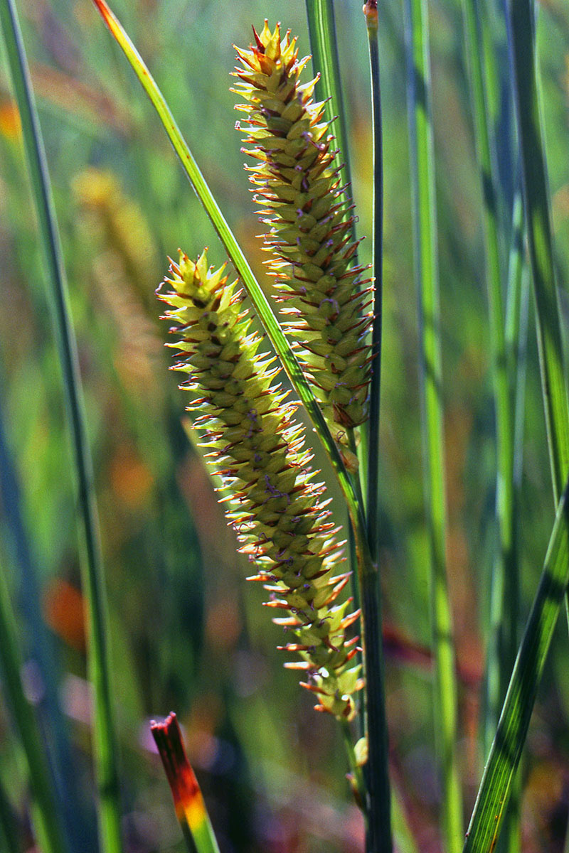 Cyperaceae Carex rostrata