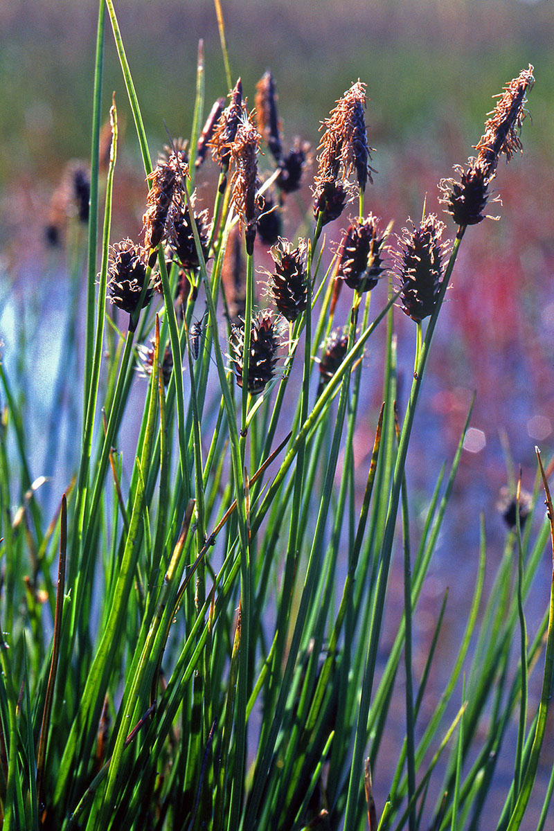 Cyperaceae Carex saxatilis