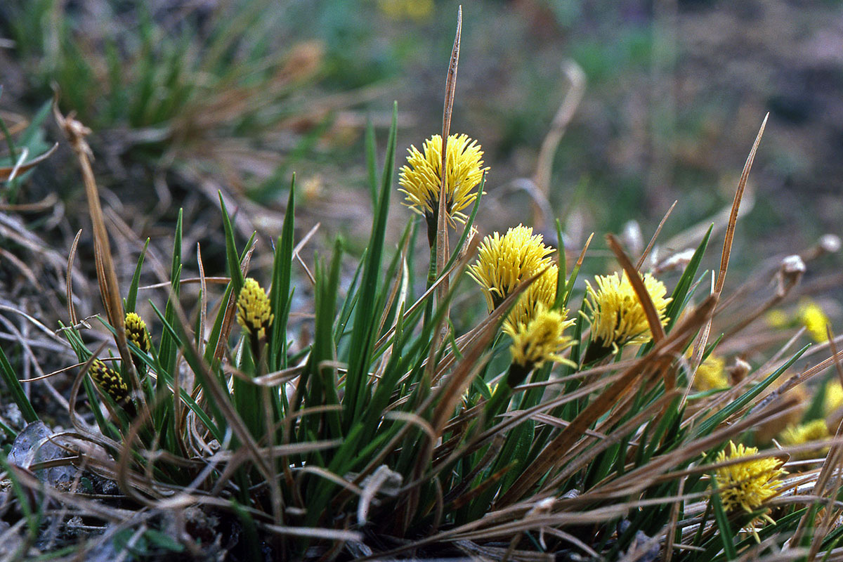 Cyperaceae Carex scirpoidea