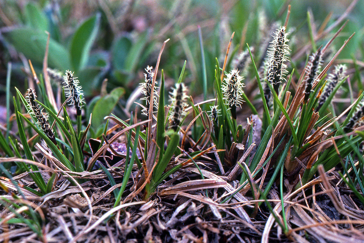 Cyperaceae Carex scirpoidea