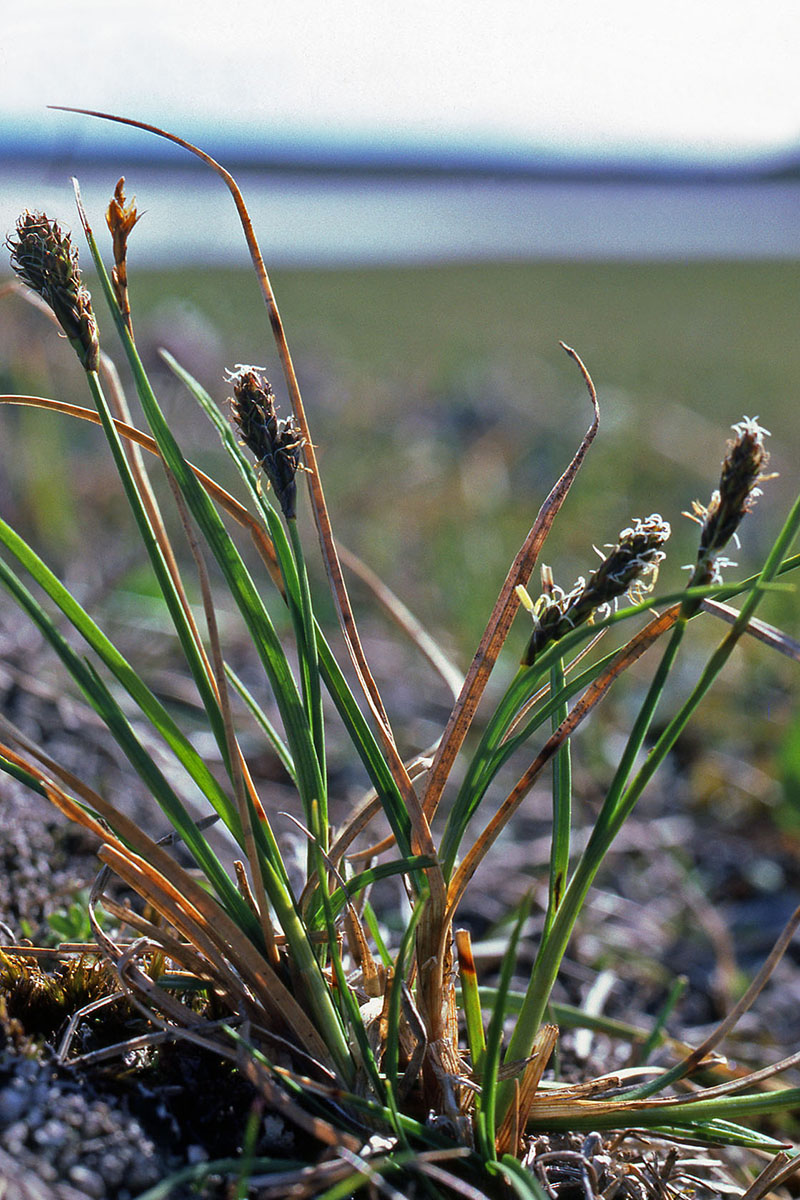 Cyperaceae Carex lachenalii