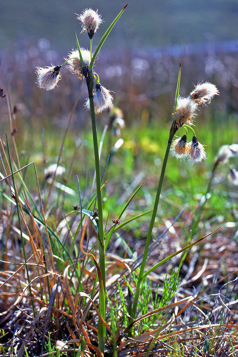 Cyperaceae Eriophorum angustifolium