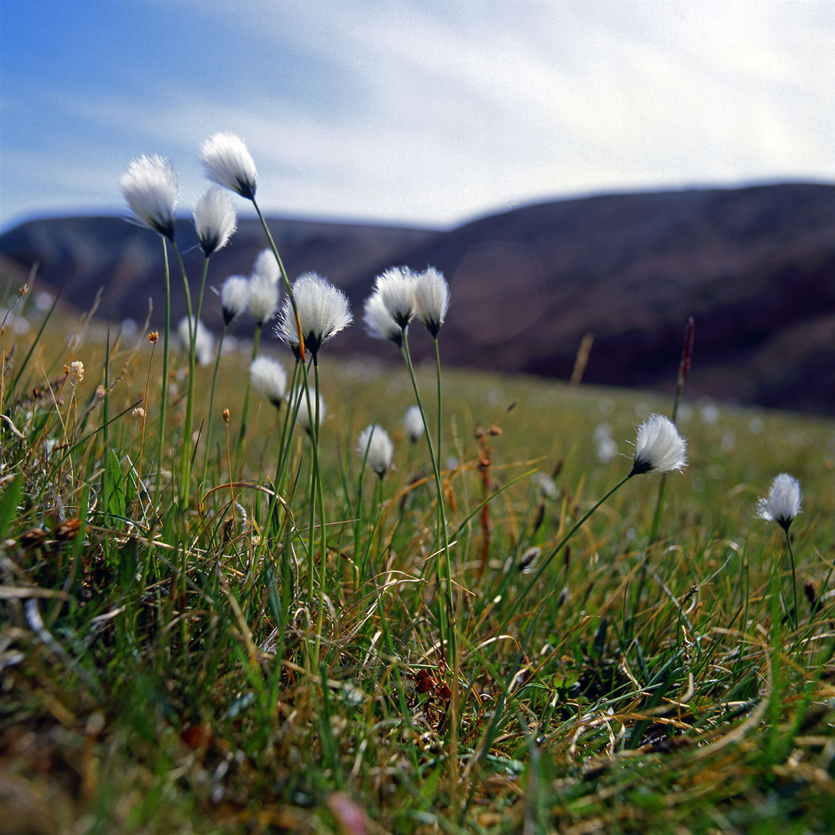 Cyperaceae Eriophorum callitrix