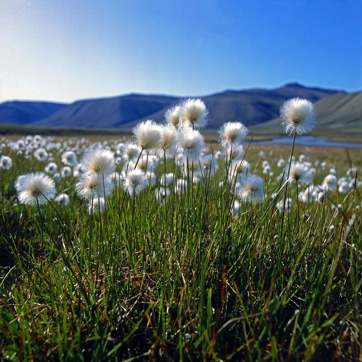 Cyperaceae Eriophorum scheuchzeri
