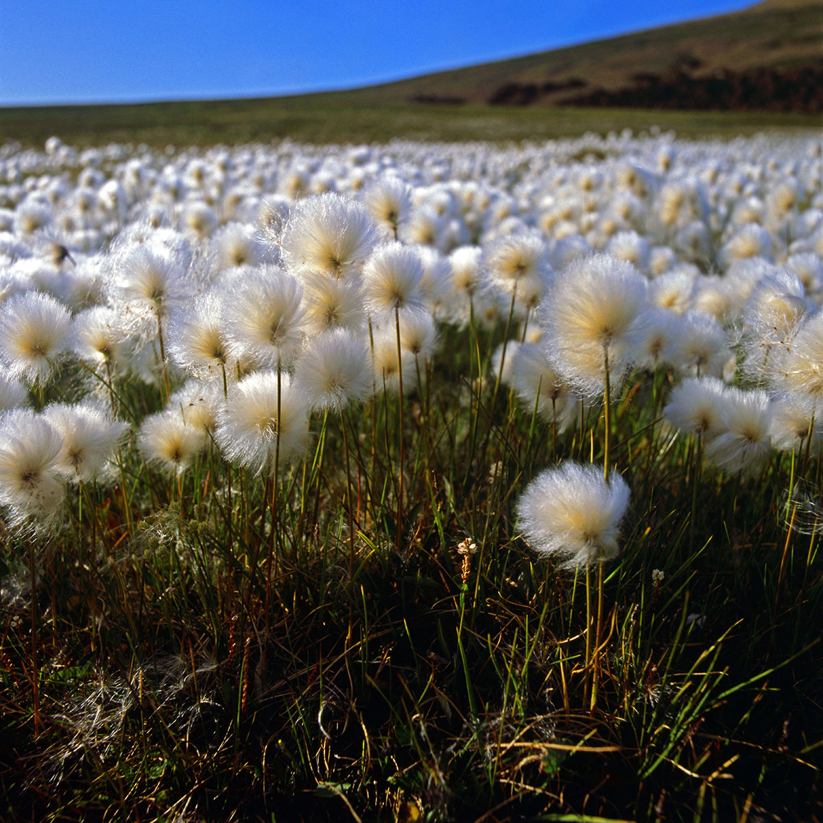 Cyperaceae Eriophorum scheuchzeri