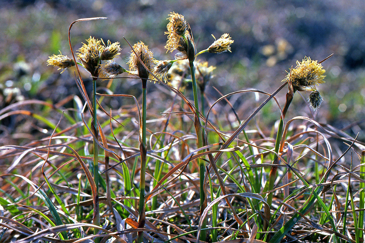 Cyperaceae Eriophorum angustifolium