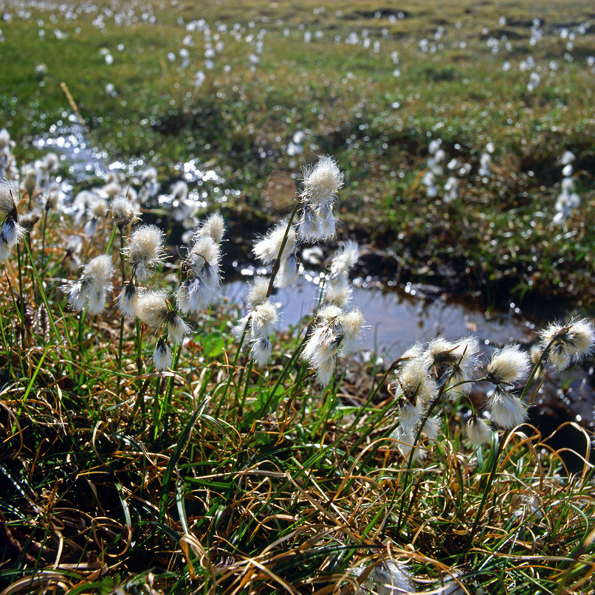 Cyperaceae Eriophorum angustifolium