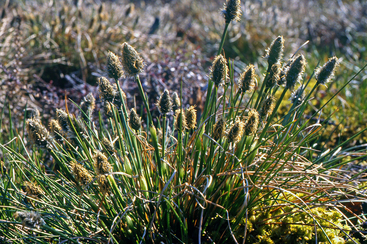 Cyperaceae Eriophorum vaginatum