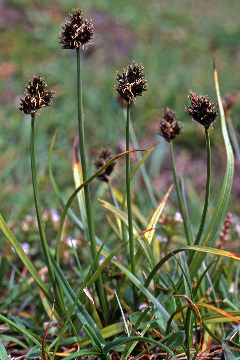 Cyperaceae Carex macloviana