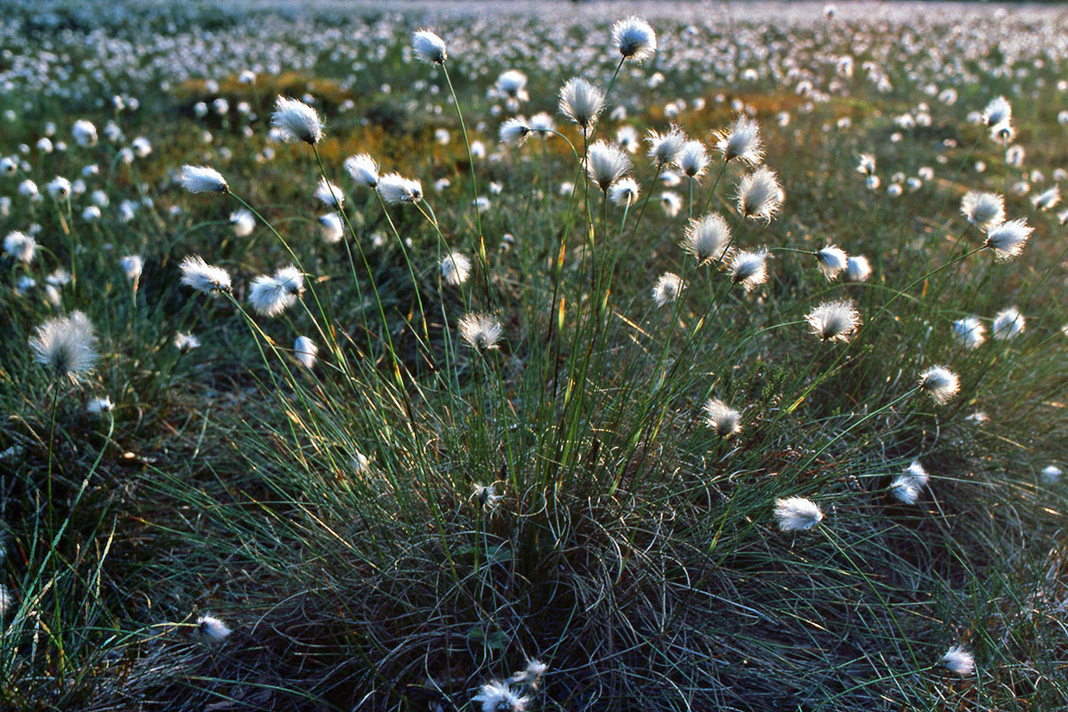 Cyperaceae Eriophorum vaginatum