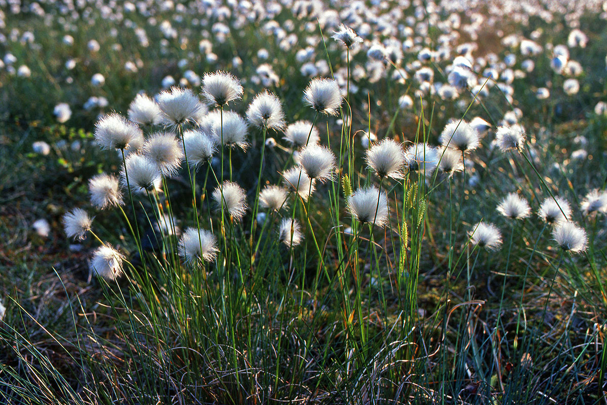 Cyperaceae Eriophorum vaginatum