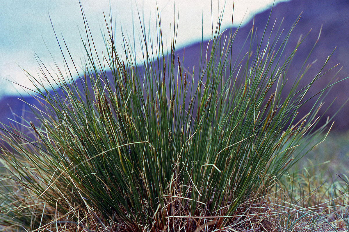 Cyperaceae Kobresia myosuroides