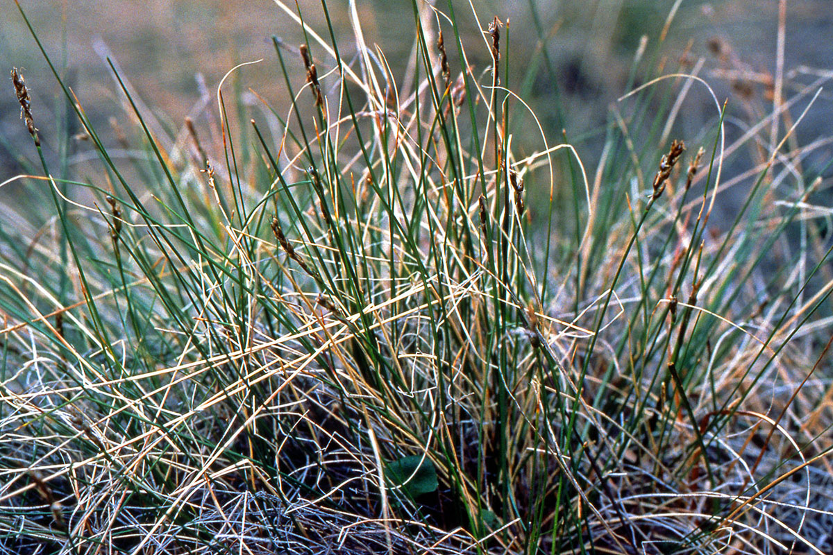 Cyperaceae Kobresia myosuroides