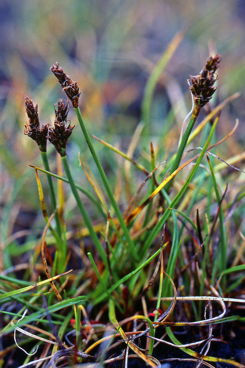 Cyperaceae Kobresia simpliciuscula