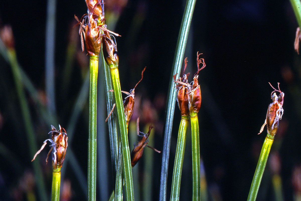Cyperaceae Trichophorum cespitosum