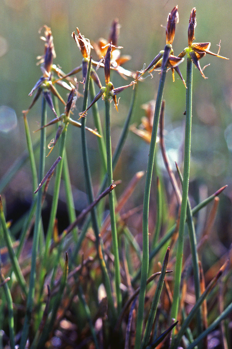 Cyperaceae Carex microglochin