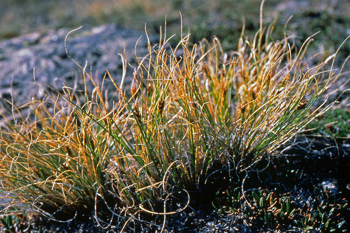 Cyperaceae Carex nardina
