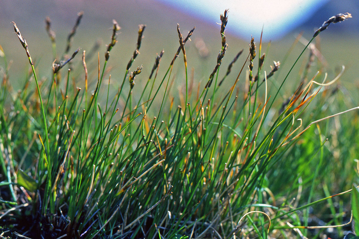 Cyperaceae Carex parallela