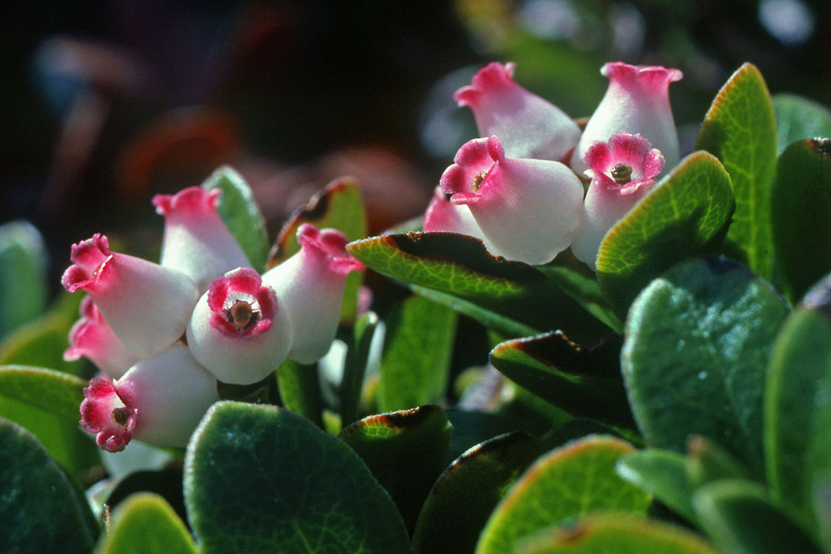 Ericaceae Arctostaphylos uva-ursi