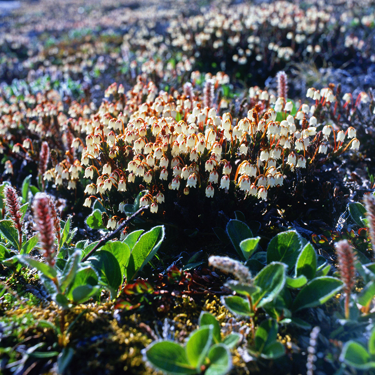 Ericaceae Cassiope tetragona