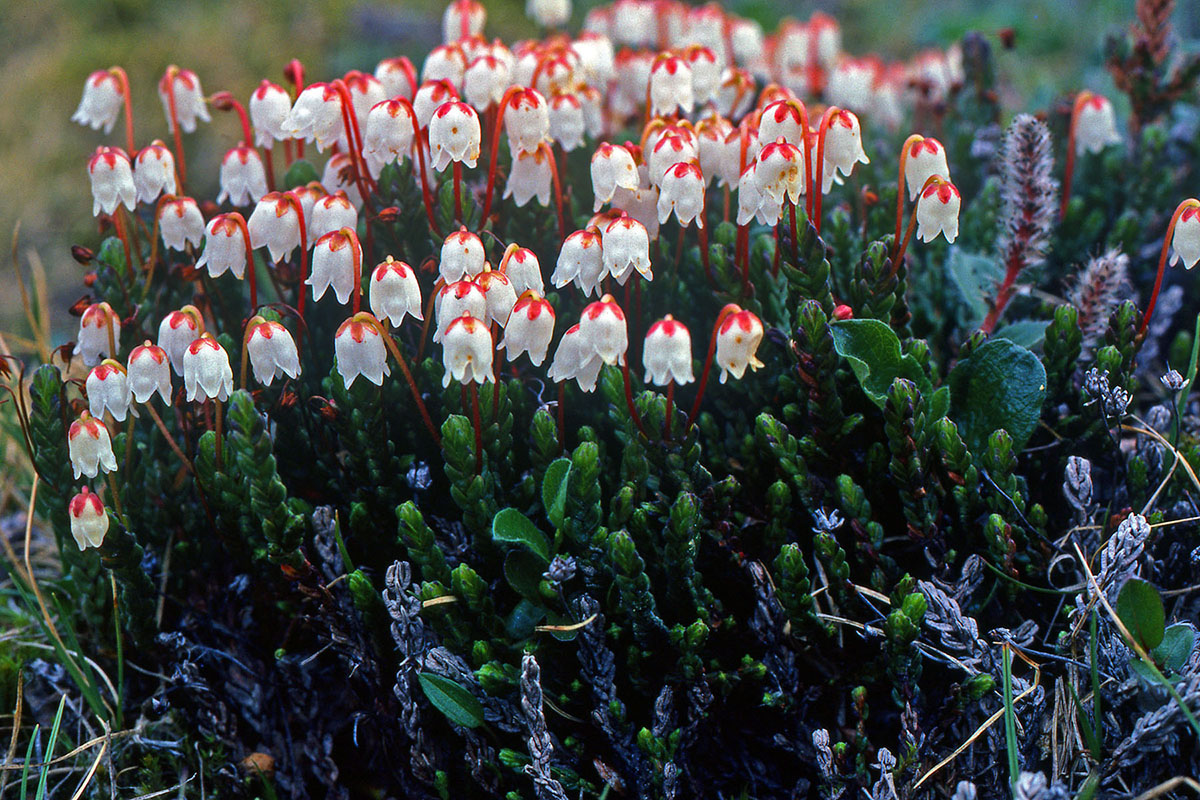 Ericaceae Cassiope tetragona