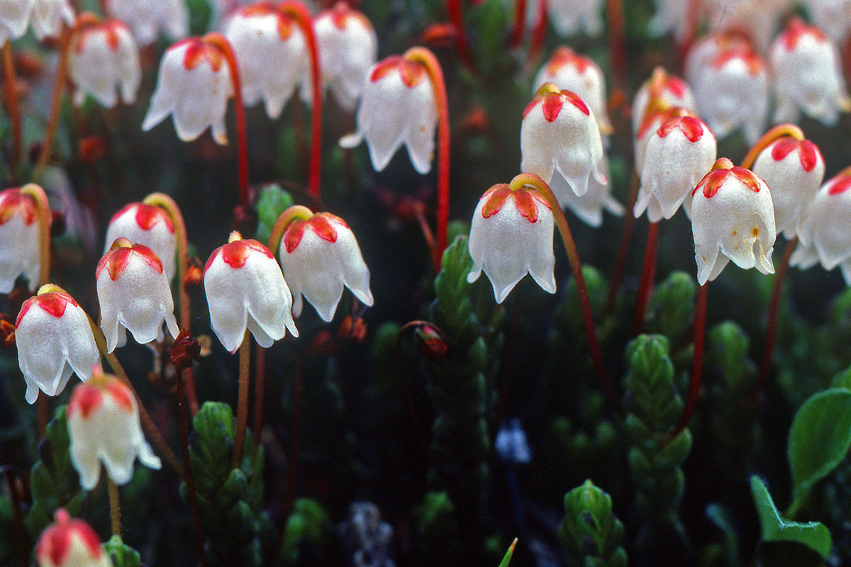 Ericaceae Cassiope tetragona