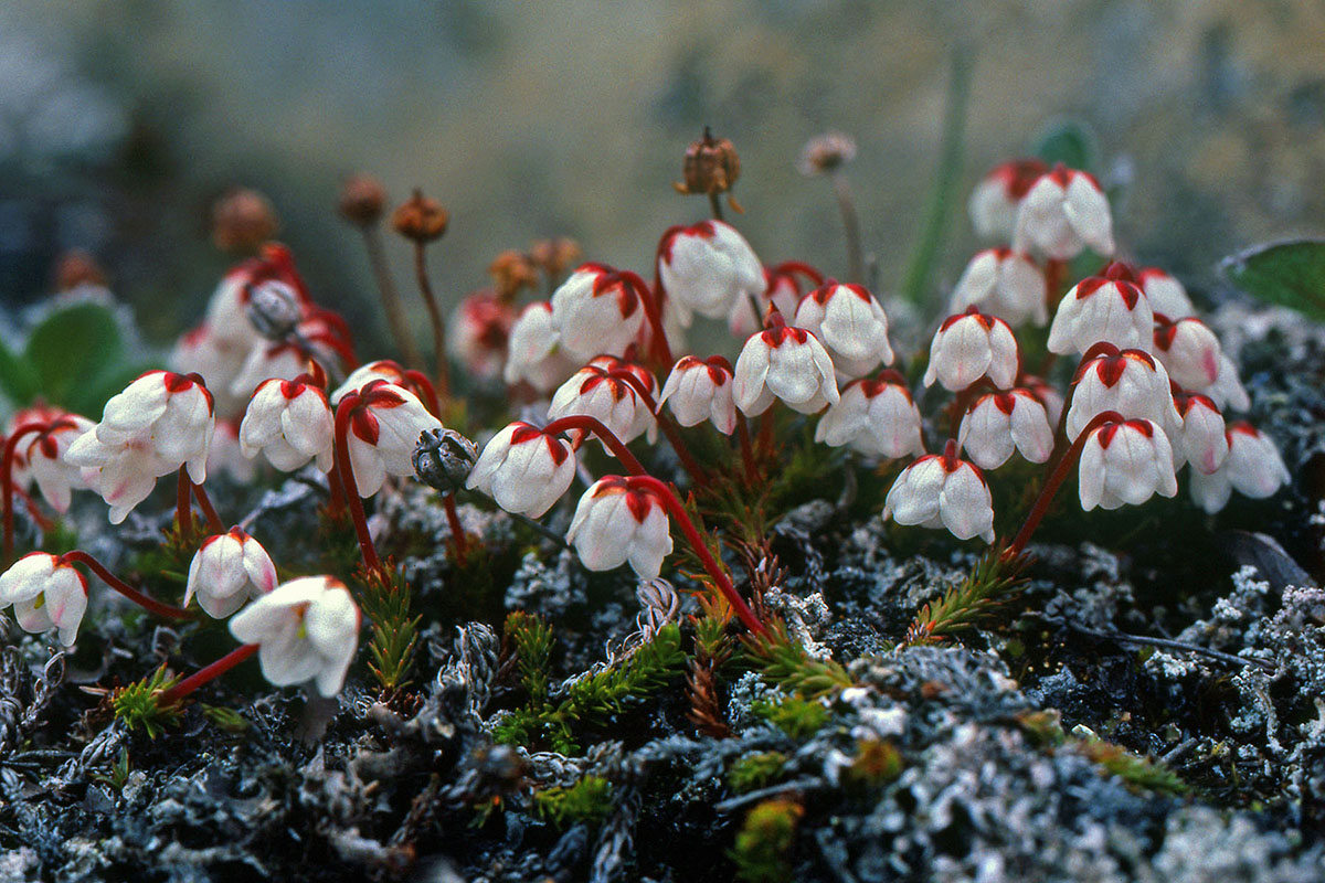 Ericaceae Harrimanella hypnoides