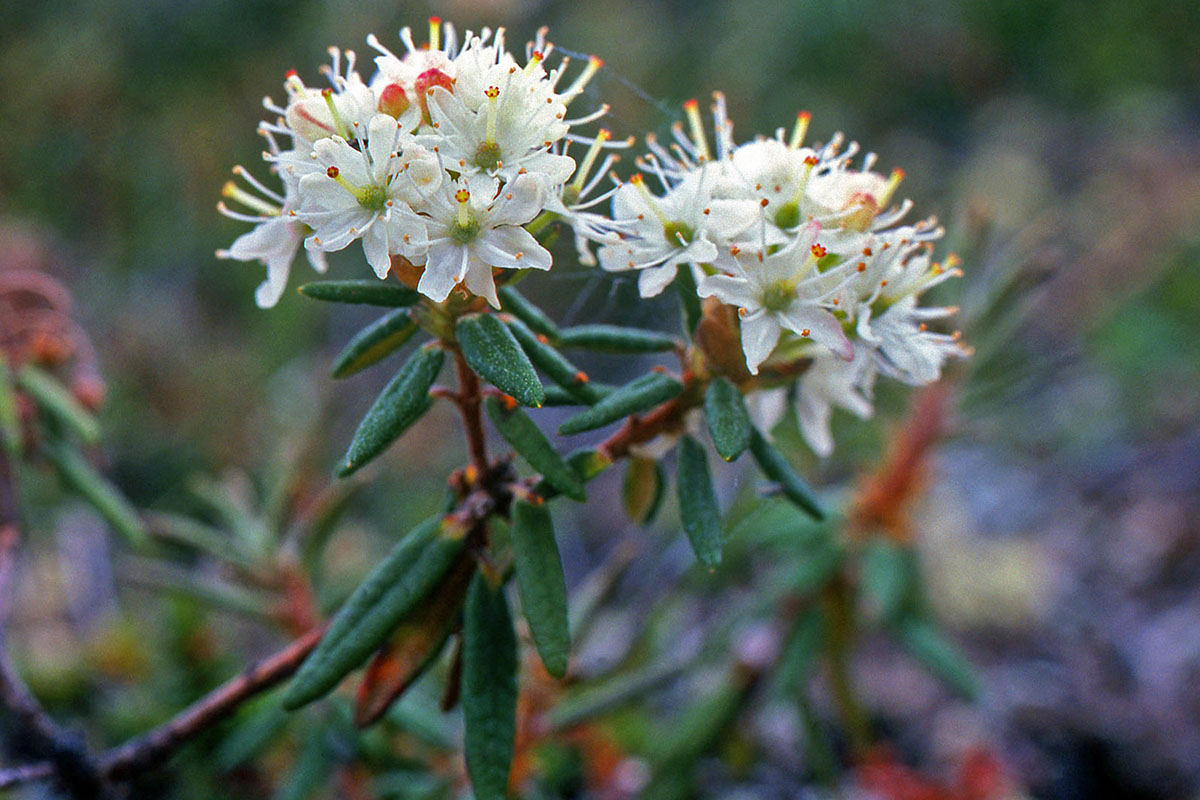 Ericaceae Ledum palustre