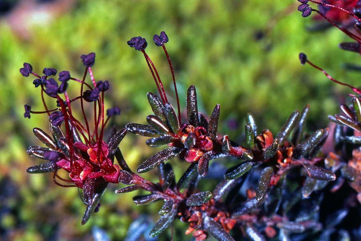 Ericaceae Empetrum nigrum