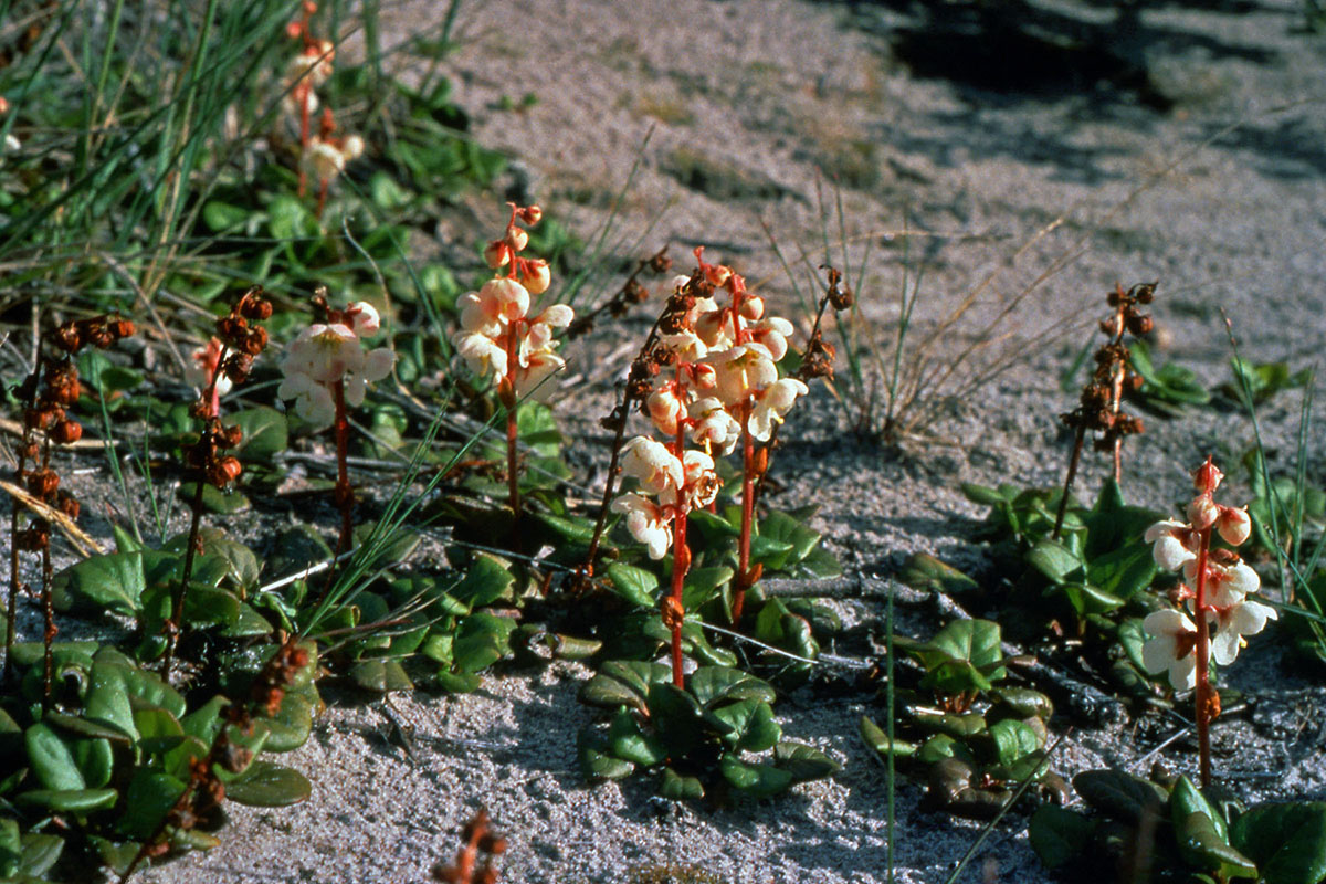 Ericaceae Pyrola grandiflora