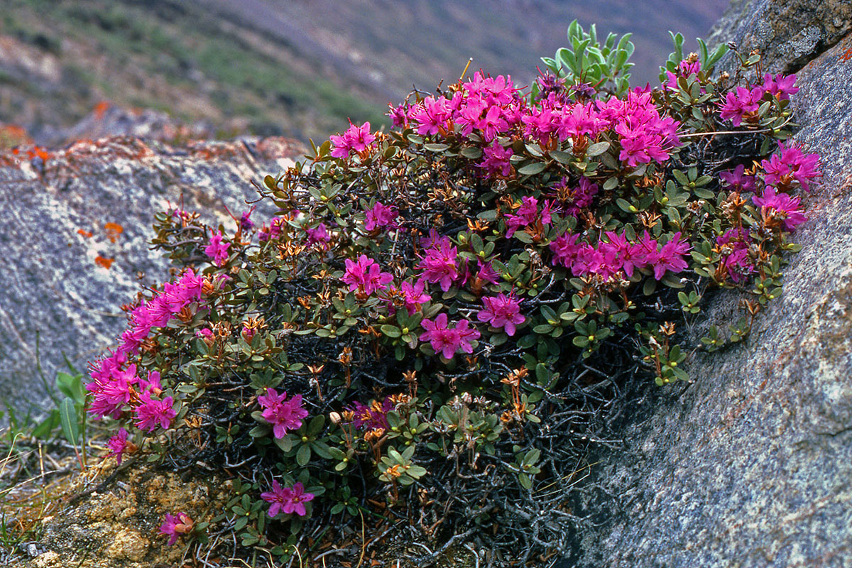 Ericaceae Rhododendron lapponicum