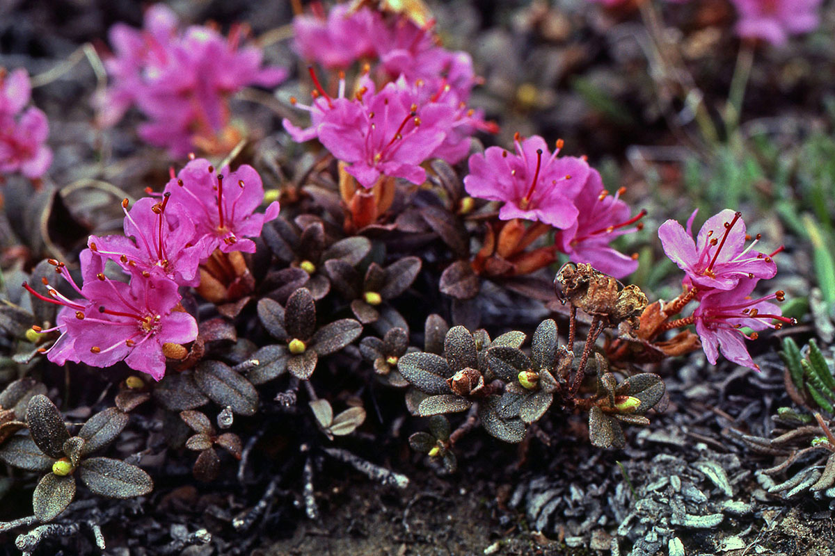 Ericaceae Rhododendron lapponicum