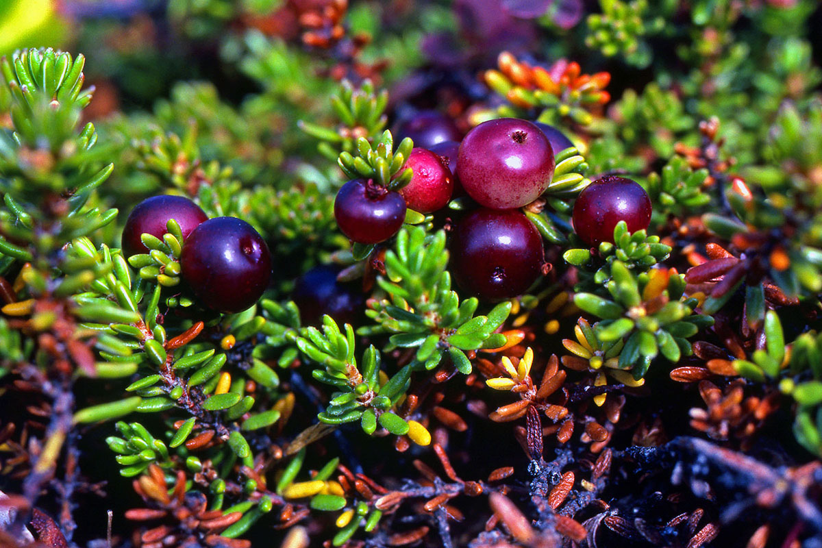 Ericaceae Empetrum nigrum