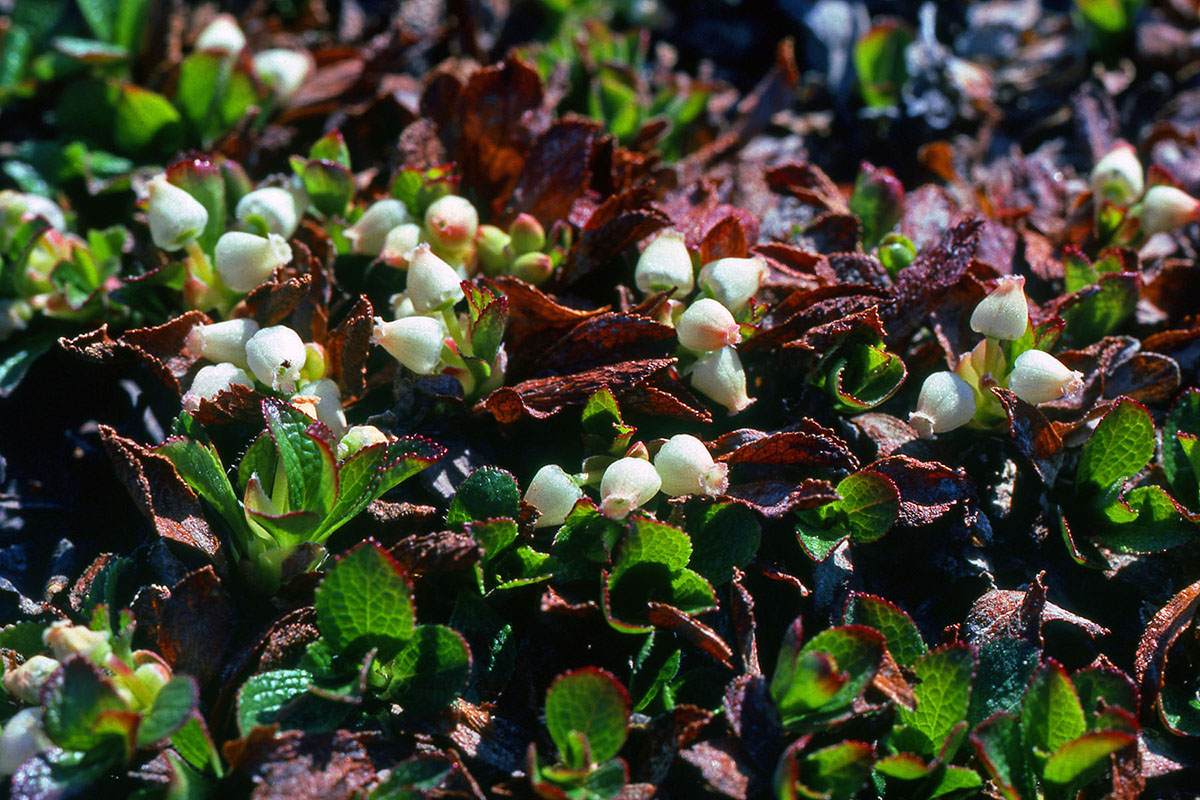 Ericaceae Arctostaphylos alpina