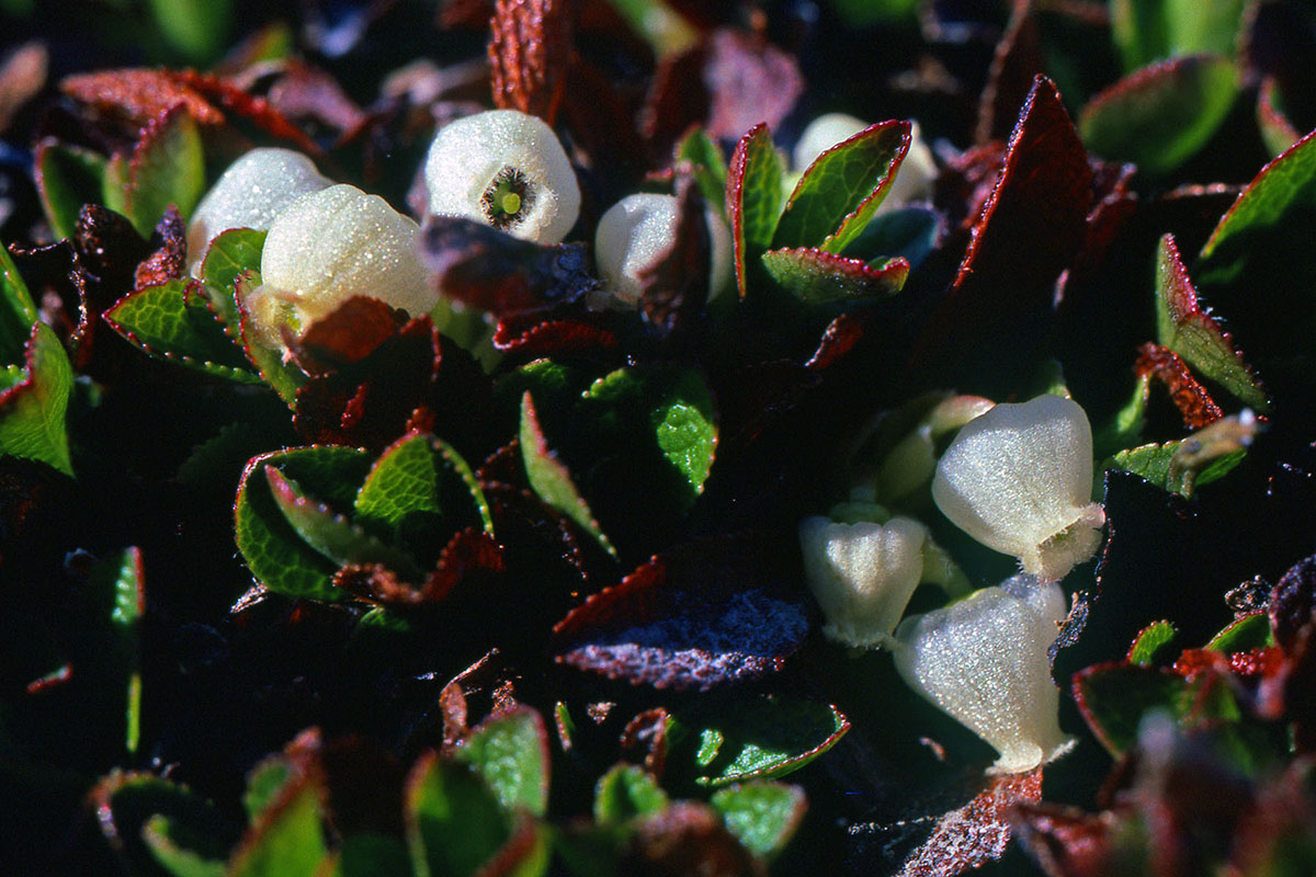 Ericaceae Arctostaphylos alpina