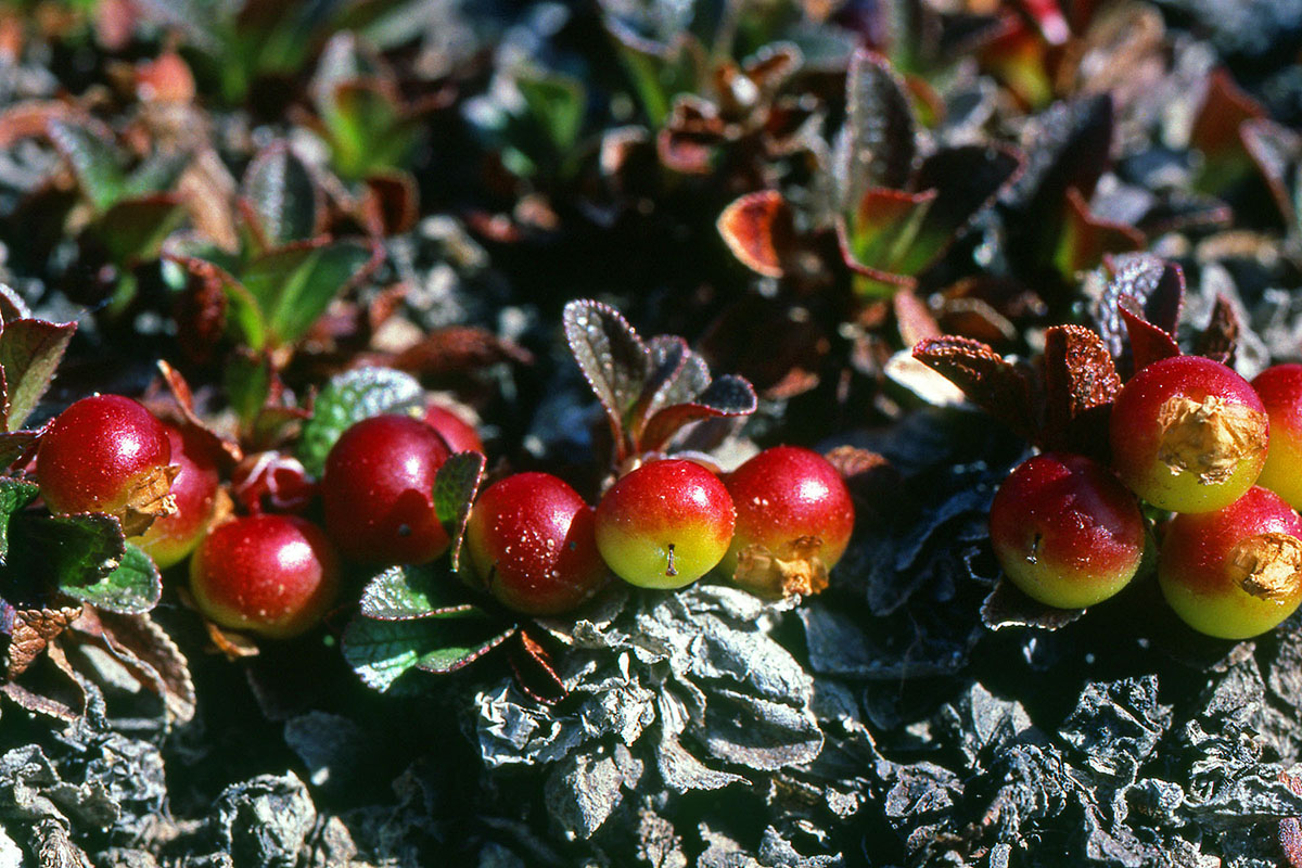 Ericaceae Arctous alpina