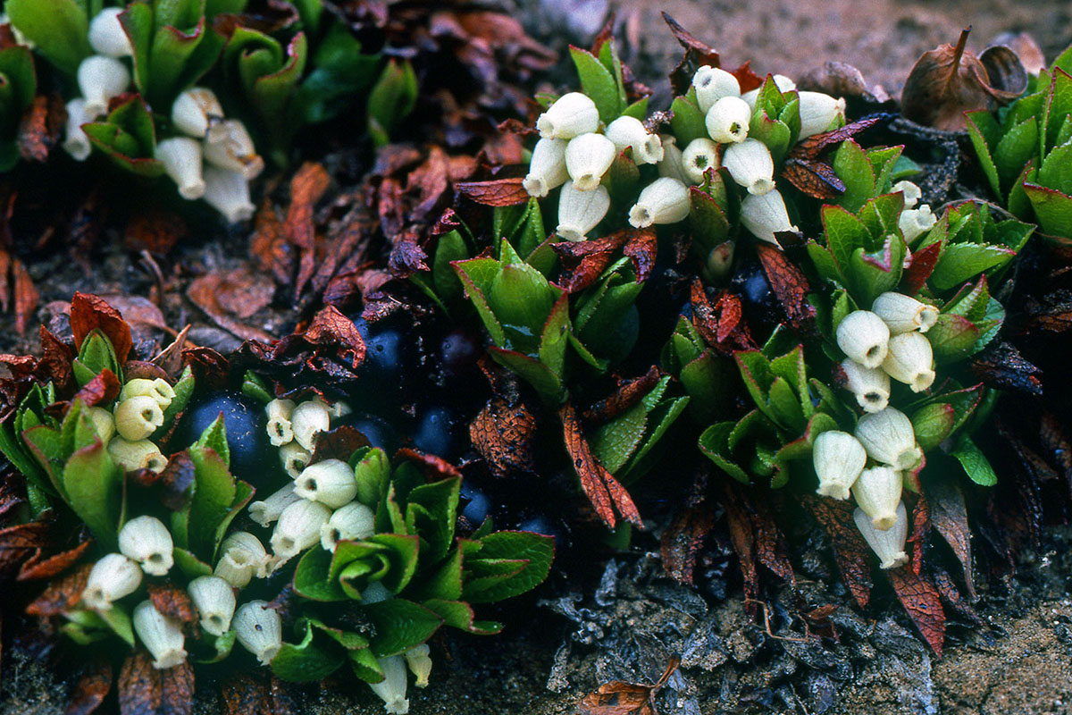 Ericaceae Arctous alpina