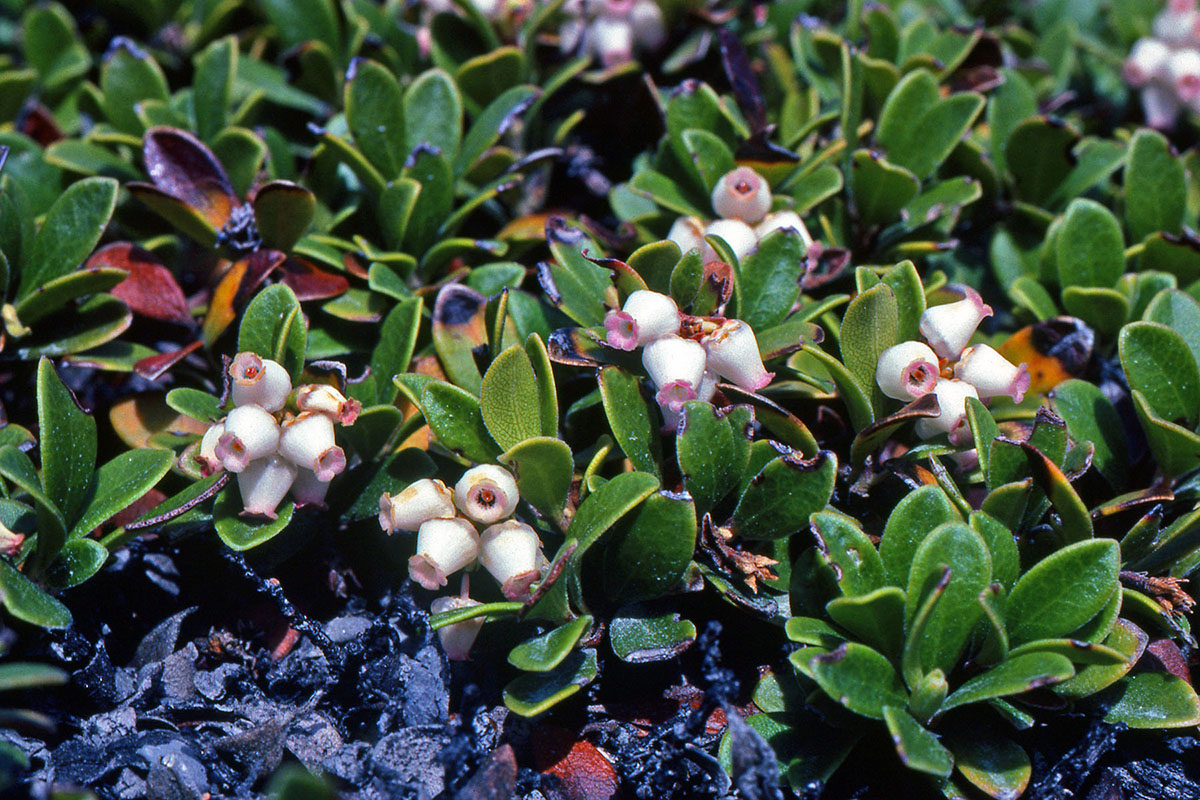 Ericaceae Arctostaphylos uva-ursi