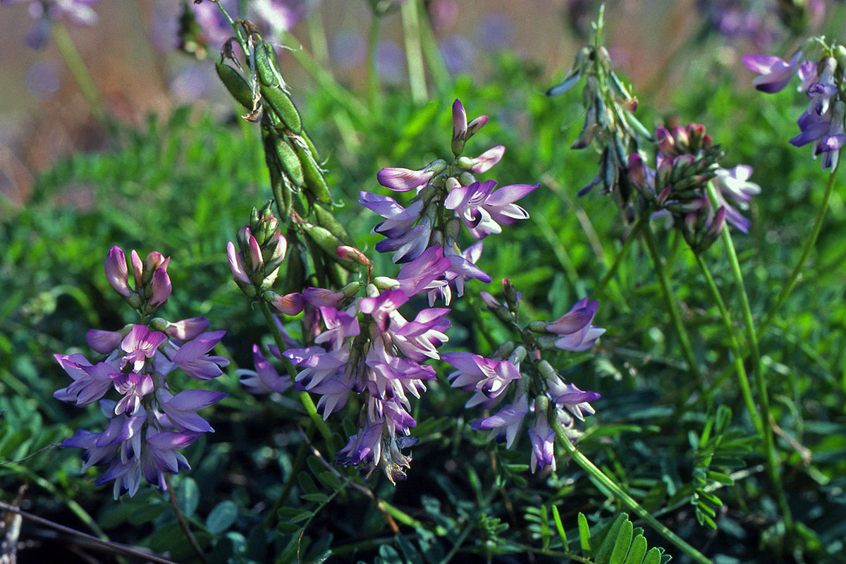 Fabaceae Astragalus alpinus