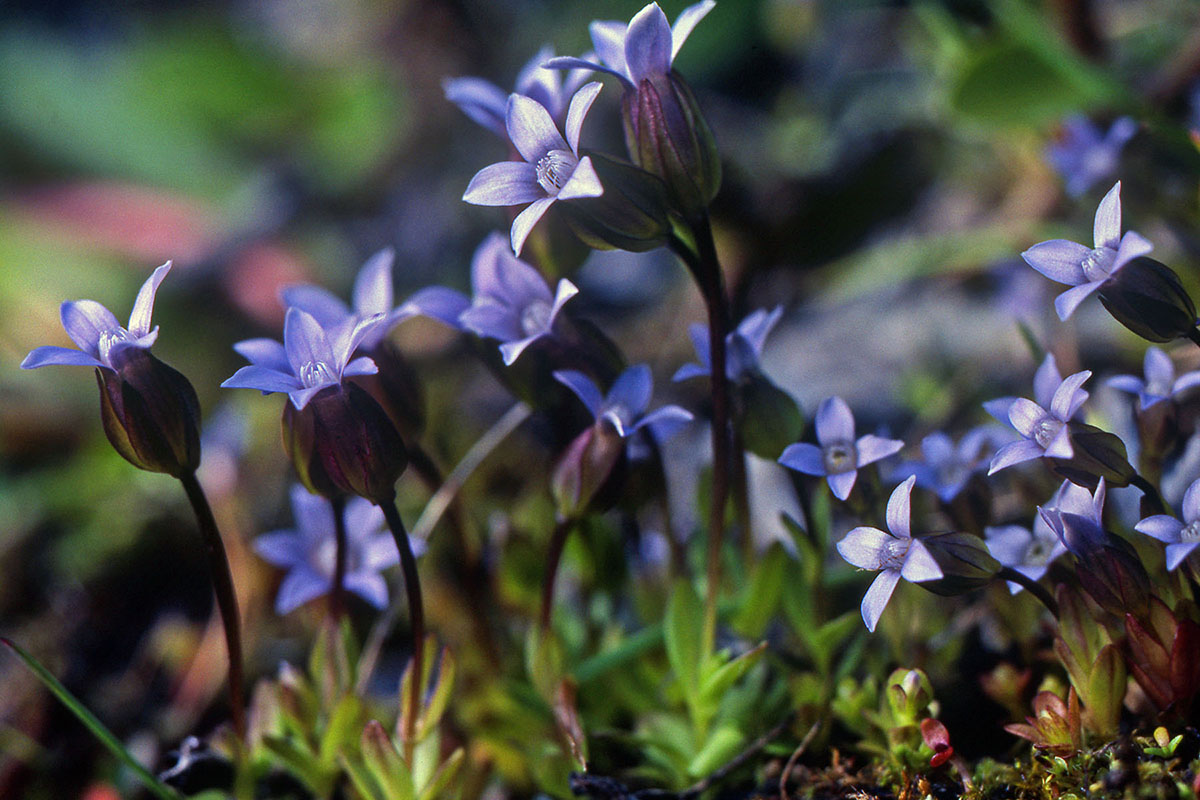 Gentianaceae Comastoma tenellum