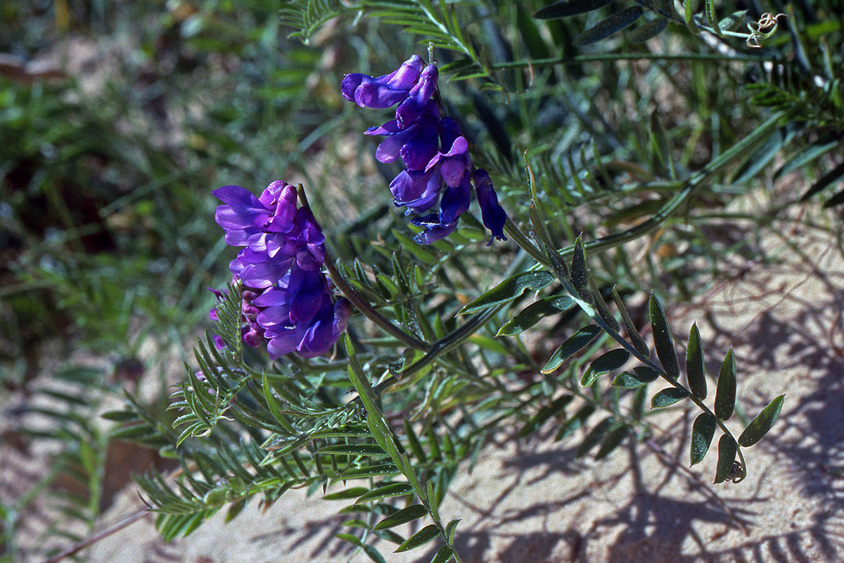 Fabaceae Vicia cracca