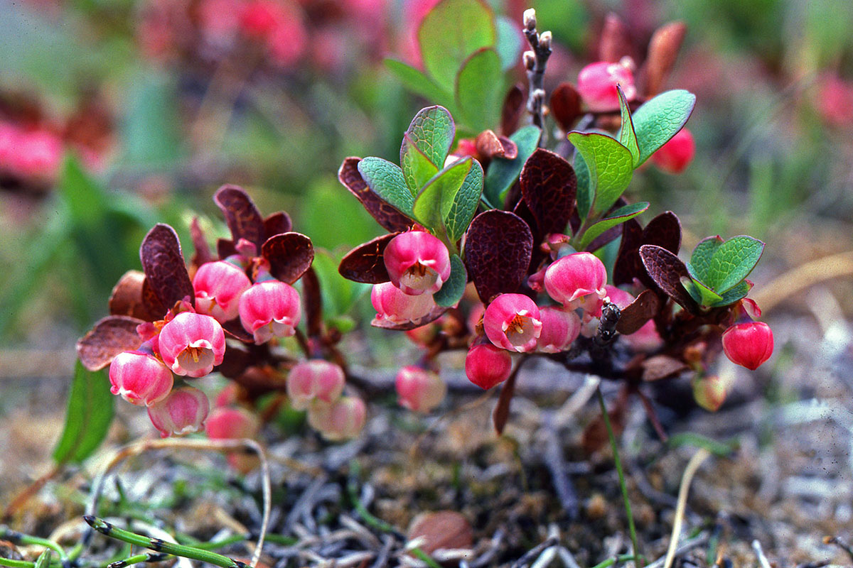 Ericaceae Vaccinium uliginosum