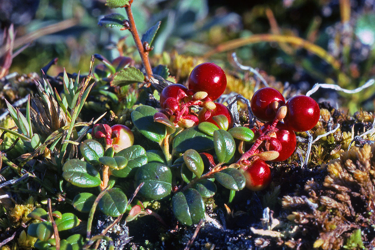 Ericaceae Vaccinium vitis-idaea