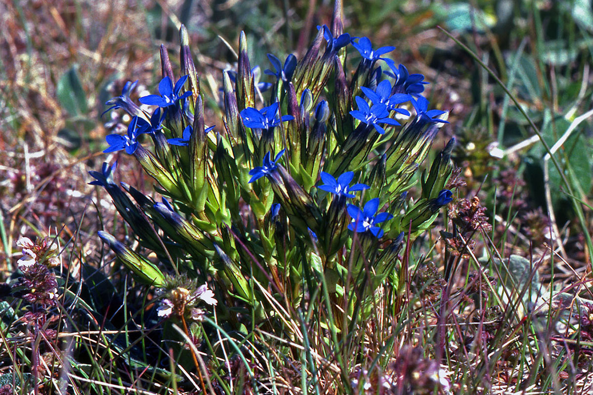Gentianaceae Gentiana nivalis