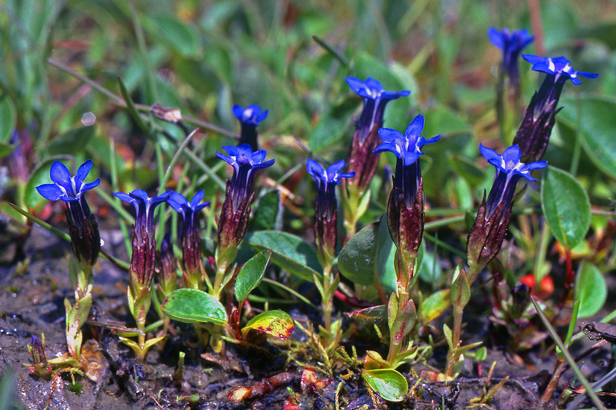Gentianaceae Gentiana nivalis